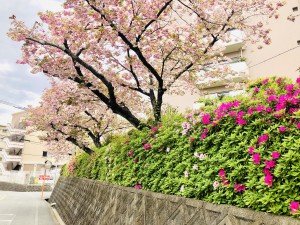 ヴェルジェ桜1