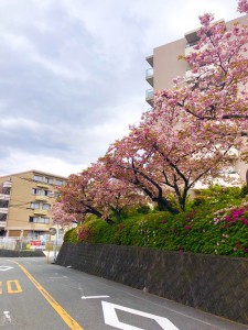 桜2