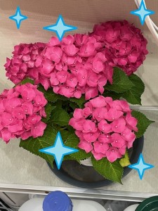花②2