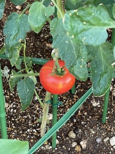 菜園3