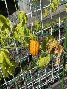 野菜1