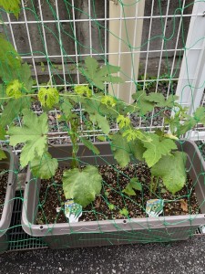 野菜4
