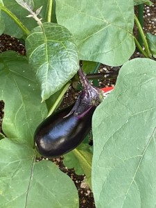 野菜jpeg