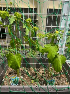 野菜２