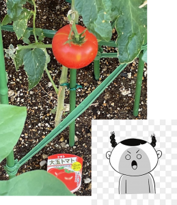 画像菜園⑦1